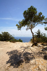Ibiza  Baum und Meer am Cap des Jueus