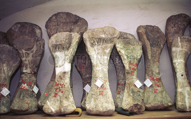 Knochen von Dinoauriern im Museum