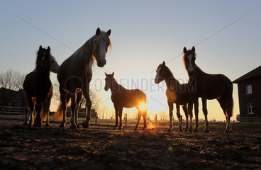 Werl  Deutschland  Pferde bei Sonnenuntergang auf der Weide