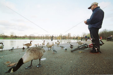 Mann fuettert Enten an einem Teich in London