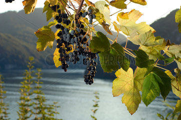 Carabietta  Schweiz  traditioneller Weinanbau am Luganer See