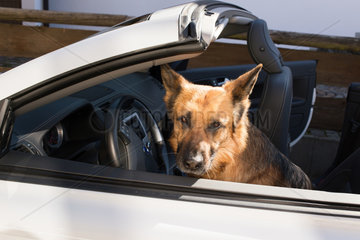 Oberstdorf  Deutschland  ein Schaeferhund sitzt in einem Cabrio
