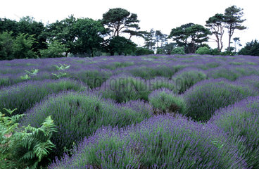 Kanalinseln  Jersey  Lavendelfarm