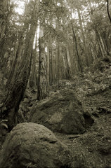 Redwoods im Nationalpark Muir Woods  Kalifornien