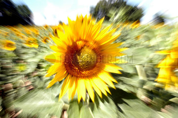 Sonnenblumen auf einem Feld  Brandenburg
