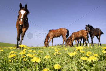 Goerlsdorf  Pferde auf der Weide