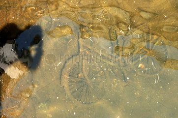 Fahrrad unter Wasser  Berlin