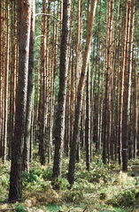 Kieferwald bei Baruth  Brandenburg