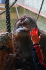 Menschenaffe im Zoo und Kinderhand  Berlin