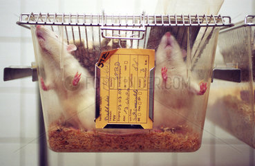 Ratten im Tierversuchslabor des Klinikum Buch-Berlin