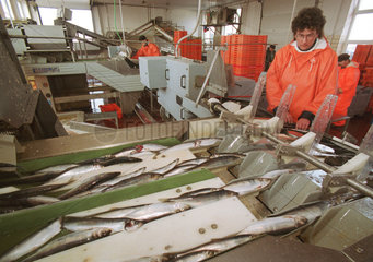 Fischverarbeitung auf Ruegen