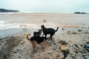 Spielende Hunde an einem Strand  Mangalia  Rumaenien