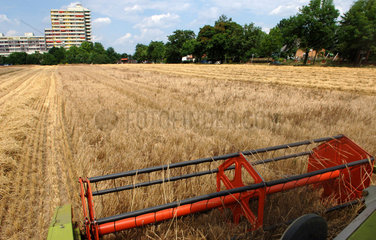 Maehdrescher bei der Getreideernte  Berlin
