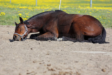 Muenchehofe  Deutschland  Pferd schlaeft auf einem Sandpaddock
