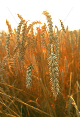 Feld mit reifem Getreide  Niedersachsen