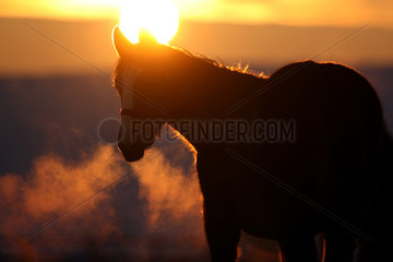 Goerlsdorf  Deutschland  ein Pferd bei Sonnenaufgang mit Atemwolke