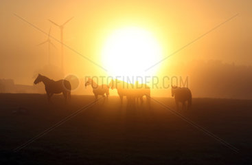 Goerlsdorf  Deutschland  Silhouetten von Pferden bei Sonnenaufgang