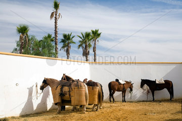 Spanien  Pferde der Pikadore und der Offiziellen vor einem Stierkampf