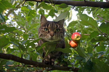 Essen  Katze im Apfelbaum