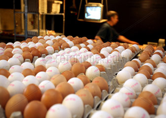 Bio-Eier werden per Hand sortiert
