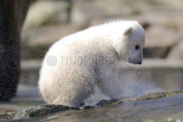 Berlin  Eisbaer Knut im Zoologischen Garten
