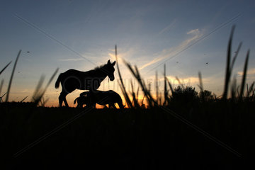 Soltau  Deutschland  Pferde bei Daemmerung auf der Weide