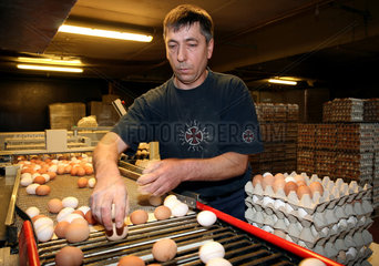 Bio-Eier werden per Hand sortiert