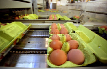 Maschinelle Verpackung von Bio-Eiern bei der -Eiervermarktung Wiesengold Landei-