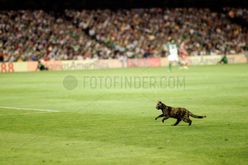 Sevilla  Spanien  Katze auf dem Fussballfeld im Ruiz de Lopera Stadion