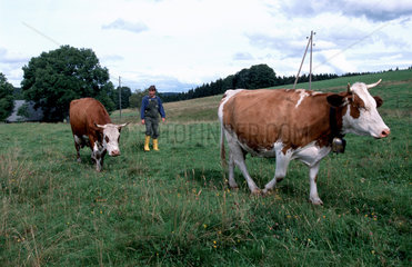 Milchkuehe im Schwarzwald