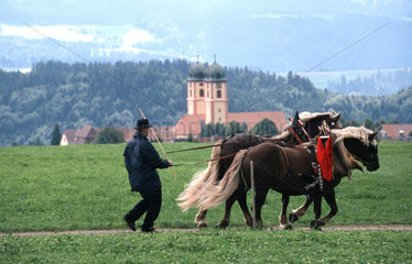 Ein Pferdegespann beim Rosstag in Sankt Maergen