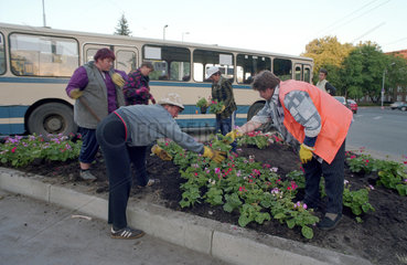 Arbeiterinnen an einem Blumenbeet  Kaliningrad  Russland