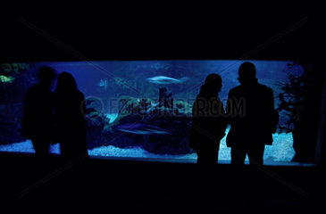 Berlin  Deutschland  Besucher Im Aquarium