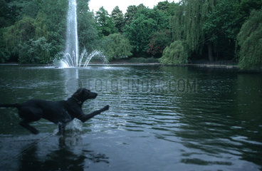 Hund geht ueber das Wasser