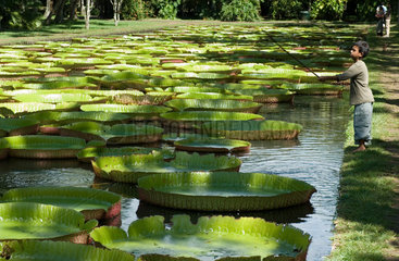 Botanischer Garten auf Mauritius