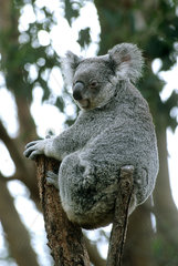 Koala im Taronga Zoo in Sydney