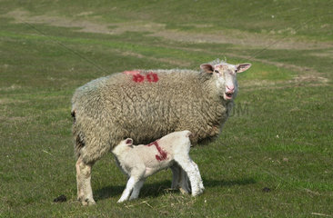 Niebuell  Lamm und Schaf auf einem Deich