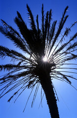 Palme im Gegenlicht vor blauem Himmel in Suedafrika