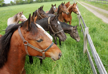 Graditz  Deutschland  Pferde auf der Weide