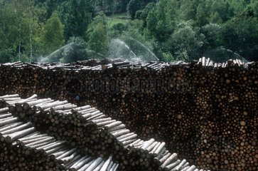 Simonswald  Lagerung von Baumstaemmen im Schwarzwald