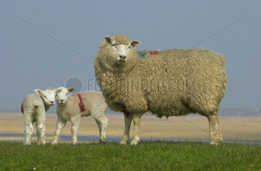 Niebuell  Laemmer und Schaf auf einem Deich