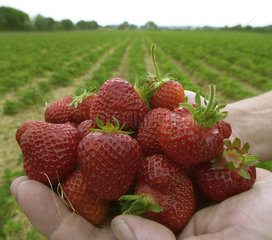 Groemitz  Erdbeeren