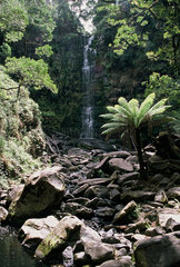 Wasserfall und Palmen im Bush in Australien