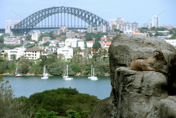 Taronga Zoo und Harbour Bridge in Sydney
