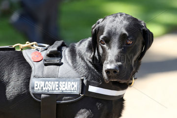 Royal Ascot  Grossbritannien  Sprengstoff-Suchhund