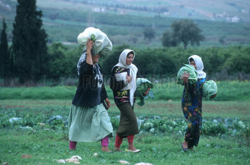 Frauen bei der Feldarbeit (Westbank  Palaestina)