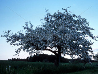 Obstbaum in voller Bluehte