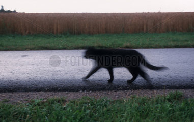 Schwarze Katze laeuft auf einer Strasse