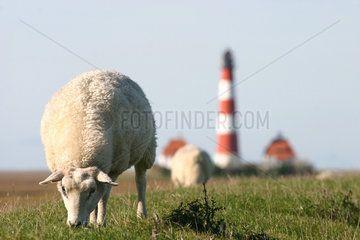 Schafe vor dem Leuchtturm Westerhever an der Nordsee