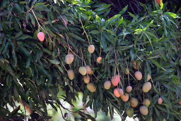 Ein mit reifen Mangos behangener Baum in Brasilien